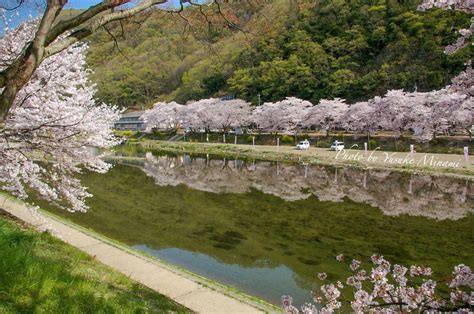 【井原堤の桜並木】 井原市のおススメ花見桜スポット、2キロ続く桜並木！！／岡山県井原市 備後カメラ部