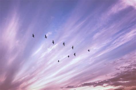 Uccelli Migratori Che Volano Sotto Forma Della V Sul Cielo Nuvoloso Di