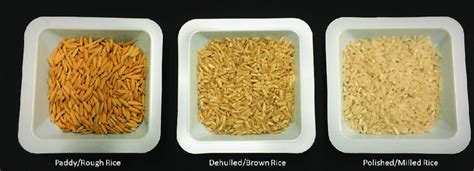 Rough Paddy Brown Dehulled And Milled Polished Rice Samples