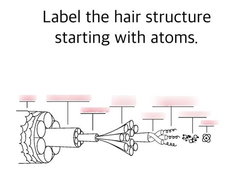 Label the hair structure starting with atoms. Diagram | Quizlet