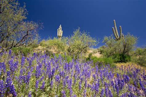 Arizona Wildflowers – John Wise