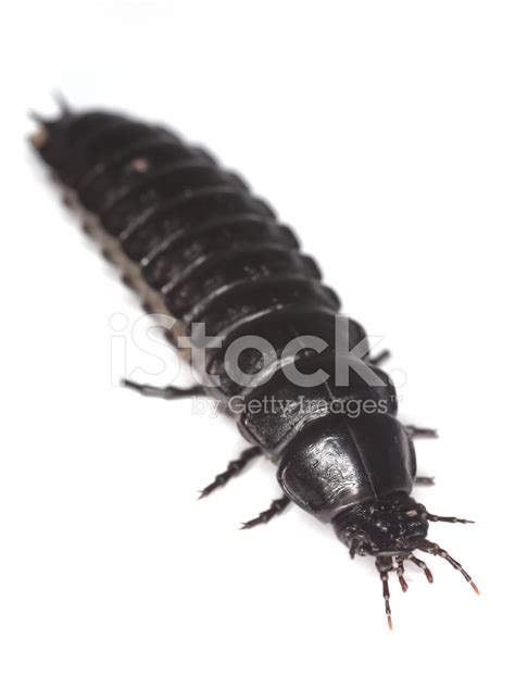 Ground Beetle Larvae. Stock Photo | Royalty-Free | FreeImages