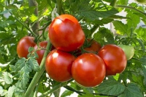 25 Tomato Seeds Tomato Heatmaster F1 Slicing Tomato Heavy Yields Tomato Cultivation Tomato