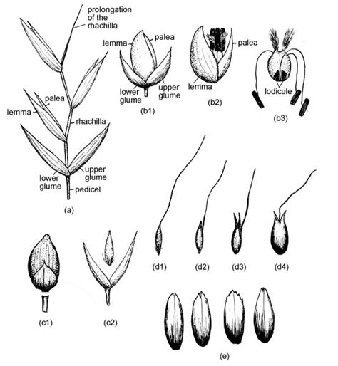 Grass Structure Glossary Eflora Vascular Plants Of The Sydney