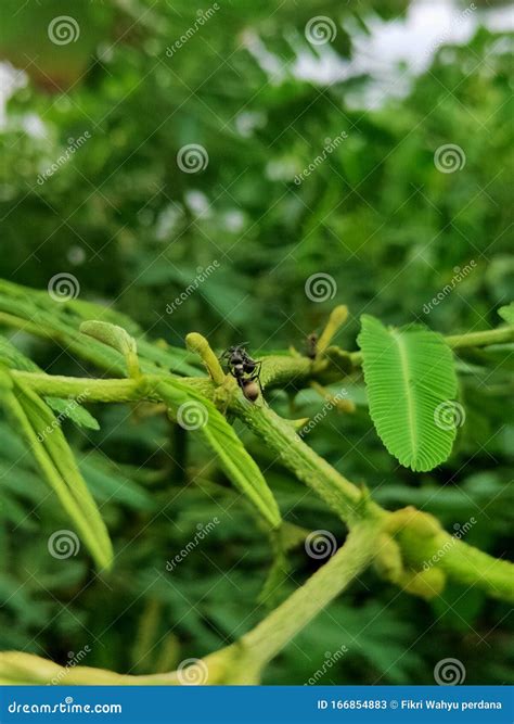 Semut stock image. Image of beauty, macro, semut, boutique - 166854883
