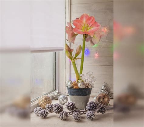 Amaryllis dekorieren mit 10 kreativen Ideen für Topf und Vase