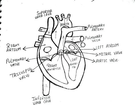 Human Heart Human Heart Anatomy Heart Anatomy Drawing Heart Diagram