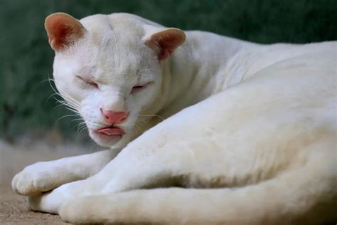 O Primeiro Gato Do Mato Albino A Ser Encontrado No Mundo Sic Not Cias