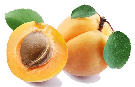 apricot clipart apricot clip art images hdclipartall