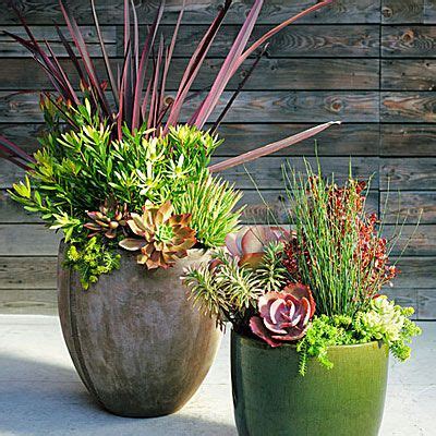 Outdoor Succulent Plants In Large Pots