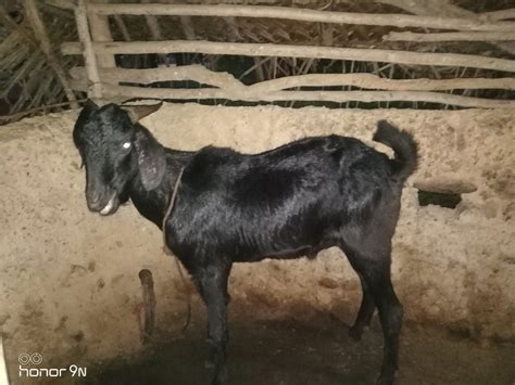 Sojat Black Goat Male Meat At Rs Kg In Vellore Id