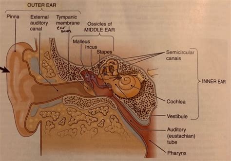 Ap Chapter 11 Sensory System Eyes And Ears Flashcards Quizlet