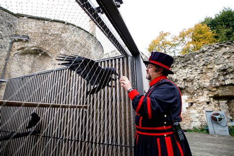 Tower Of London Ravens