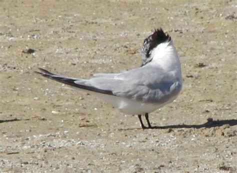 Cimg6228 Sandwich Tern 2010 09 30 Montrose Beach Cook Co … Flickr