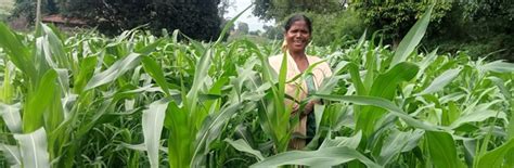 Optimising smallholders food security through crop diversification