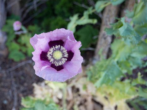 Purple Poppy Purple Poppies Purple Favorite Color