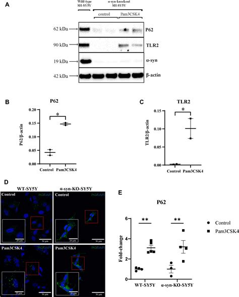 A Small Molecule Toll Like Receptor Antagonist Rescues α Synuclein