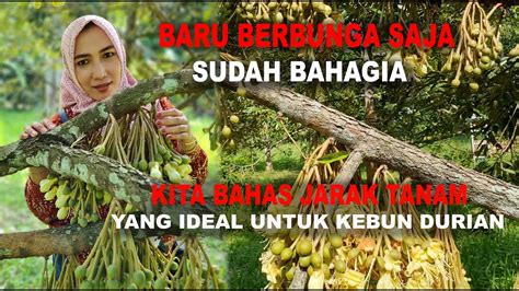 JARAK TANAM DURIAN IDEAL YouTube