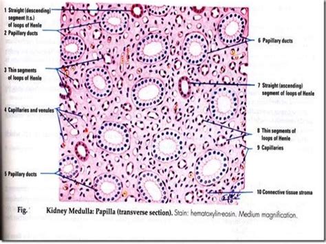 Kidney histology