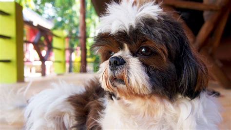 Close Up Of The Muzzle Of A Dog A Cute Miniature Shih Tzu Puppy Stock