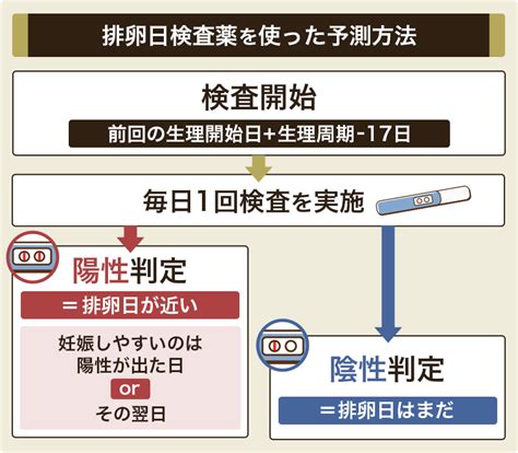 【排卵日計算ツール】排卵日はいつ？生理から何日後か・よく当たる予測方法も紹介