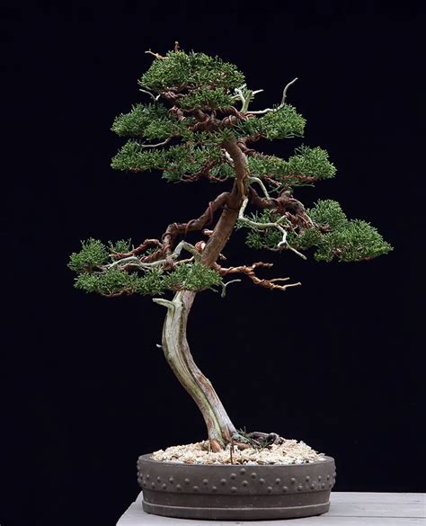 Best Trees For Literati Bonsai Style