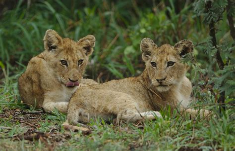 Lion Cubs Photos, Download The BEST Free Lion Cubs Stock Photos & HD Images