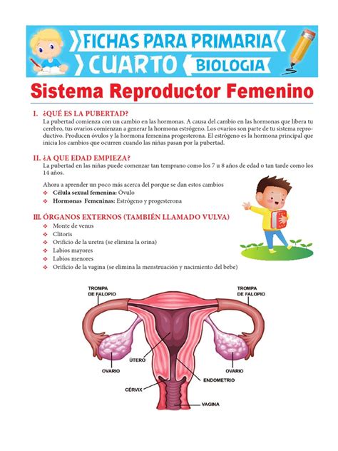 Aparato Reproductor Femenino Vector