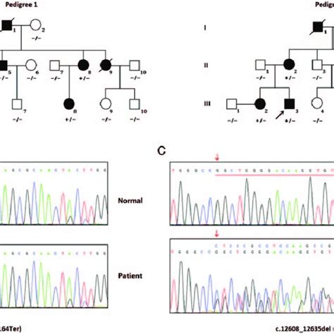 Pdf Identification Of Novel Pkd1 Mutations In Two Chinese Families