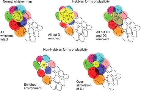 Map Plasticity In Somatosensory Cortex Science