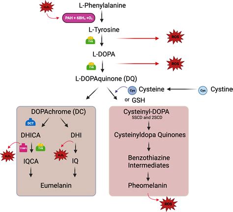 The metabolism of melanin synthesis—From melanocytes to melanoma