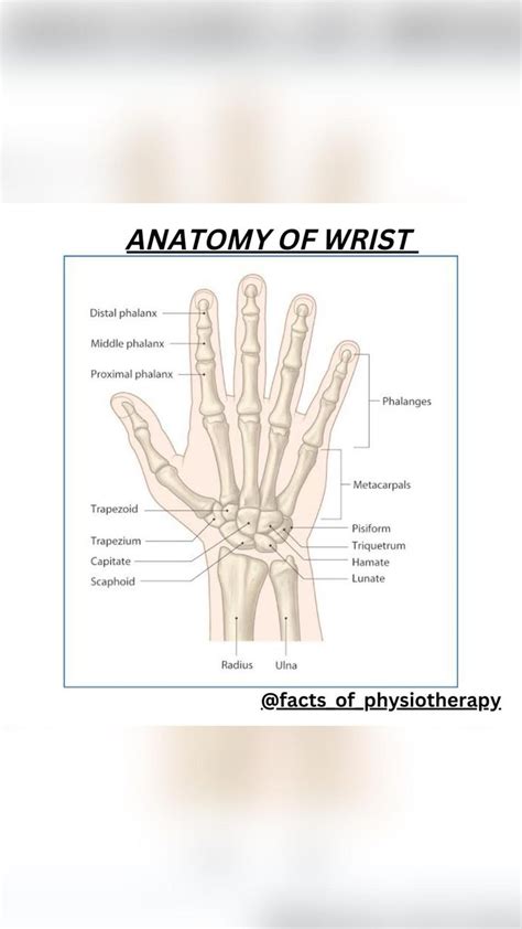 ANATOMY OF WRIST