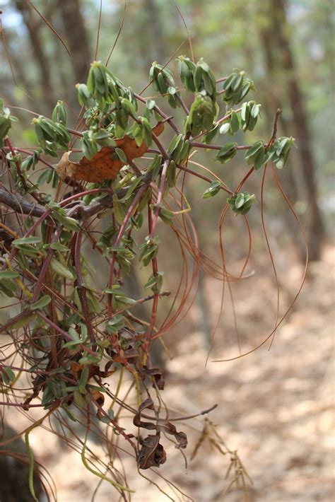 Peperomia leptophylla from San Miguel El Grande Oaxaca México on