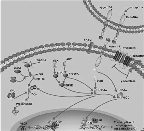 Schematic Depiction Of Crosstalk Between Notch And Hif 1 A 1 The