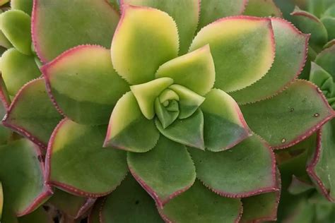 Aeonium Light Requirements Succulentdotcare