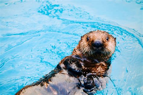 Sea Otter Experience - Alaska Sealife Center