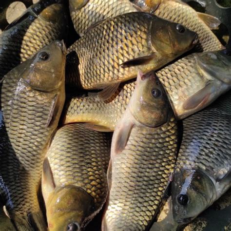 Jual Ikan Mas Subang Segar Hidup Bandung Area 1Kg Shopee Indonesia