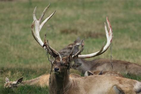 The Big Male Of Bactrian Deer Cervus Elaphus Bactrianus Detail Of Head