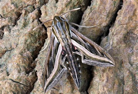 Silver Striped Hawk Moth Wings Free Photo On Pixabay Pixabay