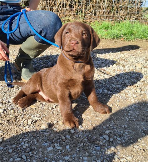 Elevage Des Bocages Du Pays De Bray Eleveur De Chiens Labrador Retriever