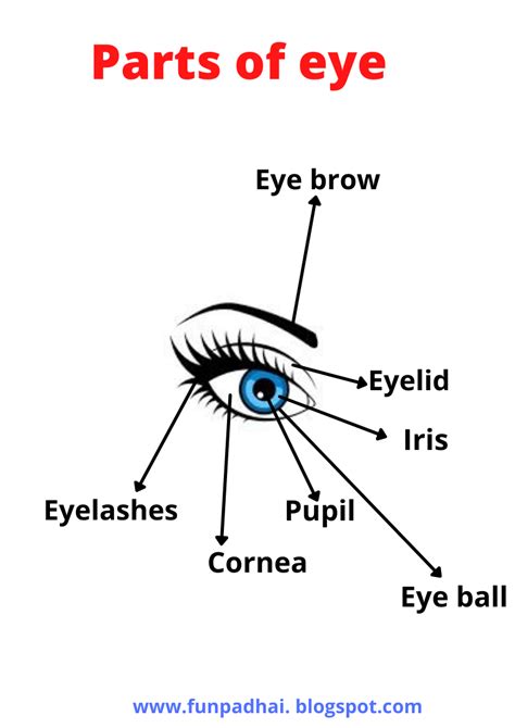 Parts Of The Eye In English In 2022 Parts Of The Eye Eyelashes Eyes