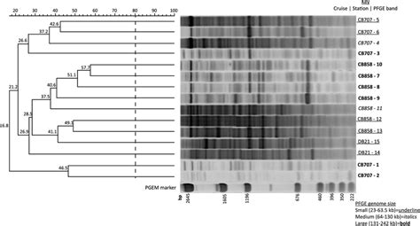 Dendrogram Of Rapd Pcr Profiles From June 2006 Pfge Band Dna Viral