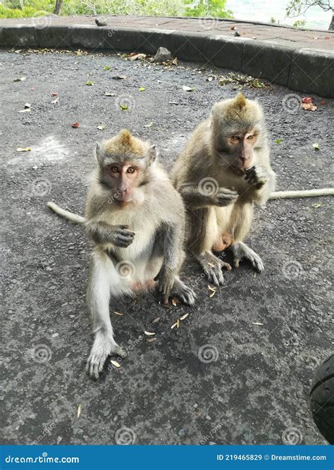 Monkey and the Sunflower Seeds Stock Image - Image of squirrel, chimpanzee: 219465829