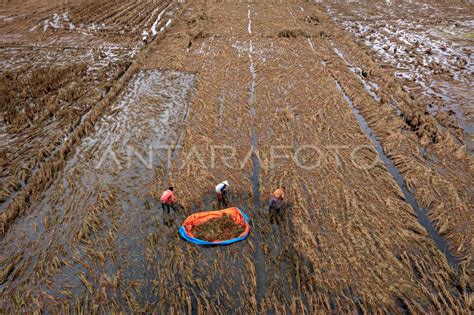 Ribuan Hektare Lahan Pertanian Terdampak Banjir Di Demak Antara Foto