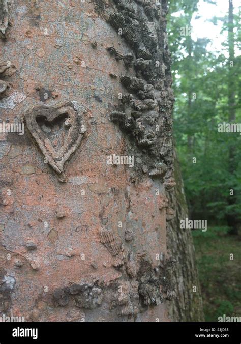 Heart Carved Into Tree Stock Photo Alamy