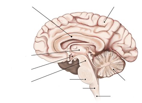 Brain Cross Section Diagram Diagram Quizlet