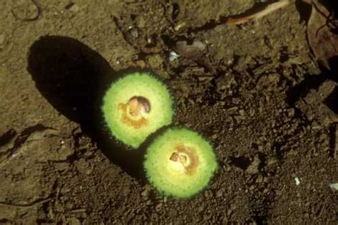 Collar Rot Phytophthora Citricola Stoney Fruit