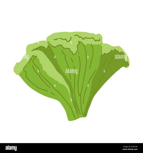 Lettuce Green Leaves Bunch Of Salad Vector Illustration Background