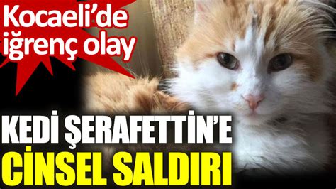 Kocaeli nin Gölcük ilçesinde iğrenç olay Kedi Şerafettin e cinsel