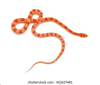 Cute Corn Snake Female Isolated On Stock Photo Shutterstock